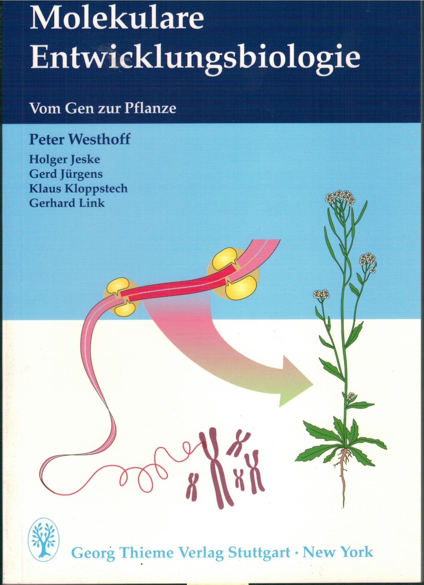 Molekulare Entwicklungsbiologie Business & Technology Books