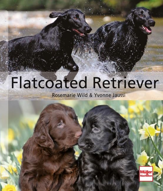 Flatcoated Retriever (Hunderassen) Pets