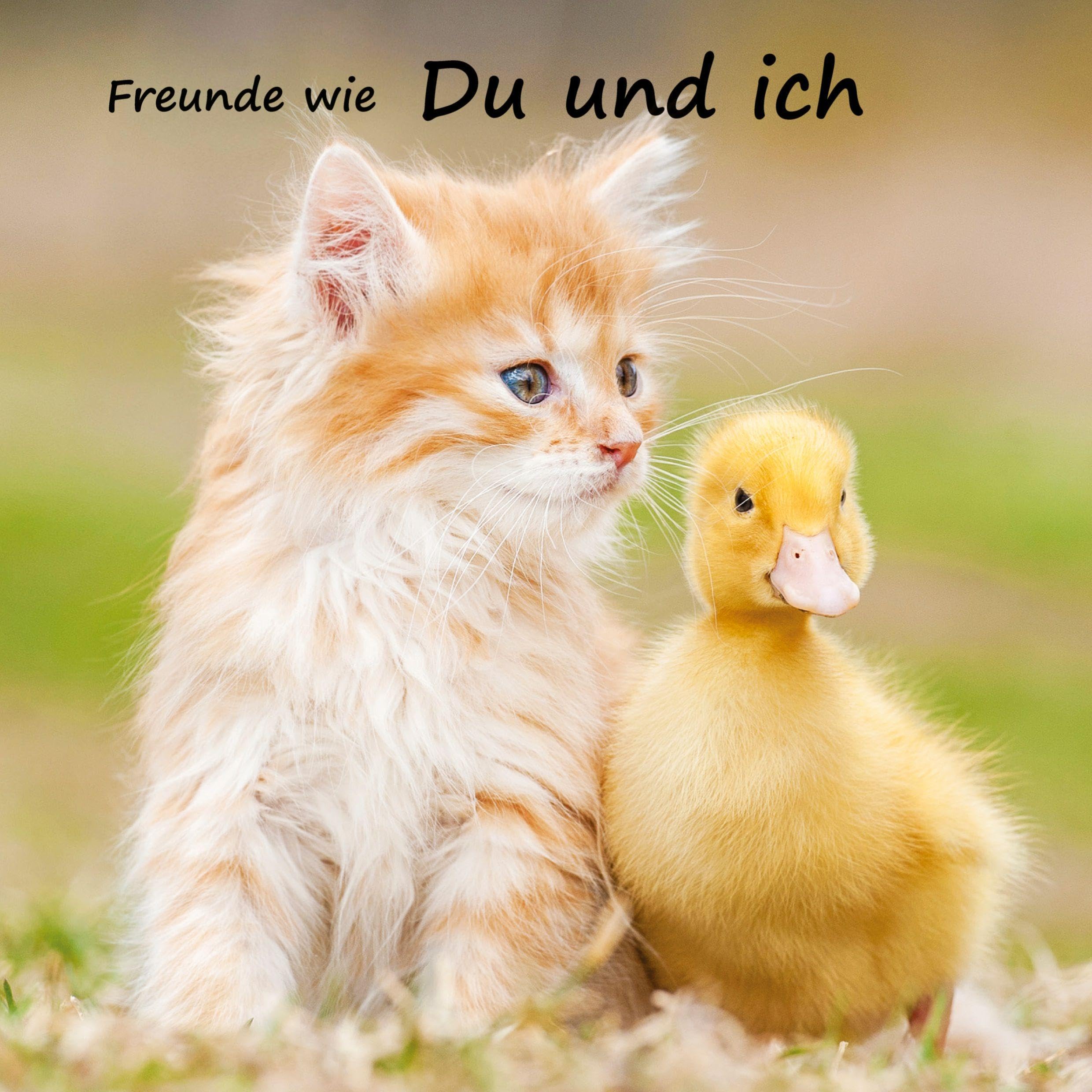 Freunde wie du und ich - das beste Freundebuch weit und breit Non-fiction