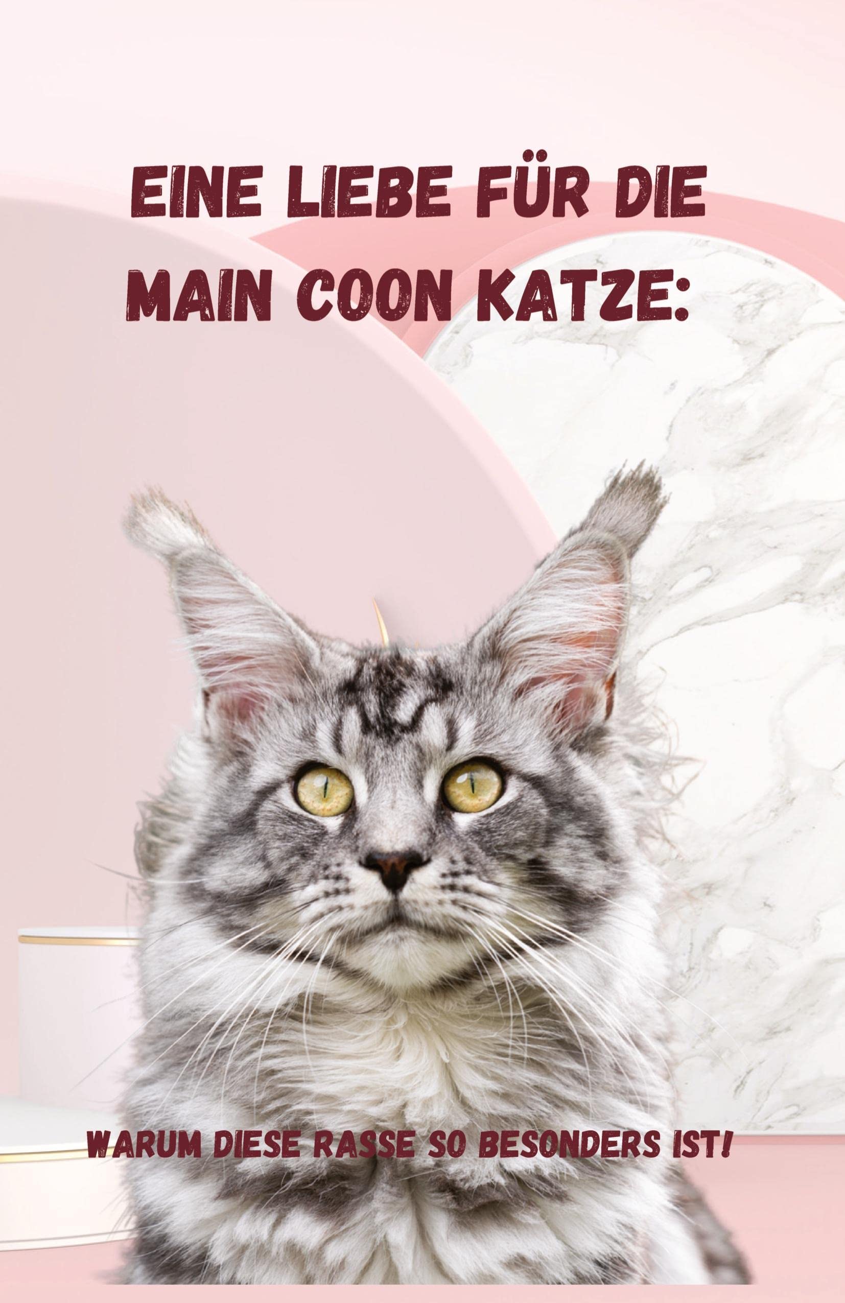 Eine Liebe für die Main Coon Katze Pets