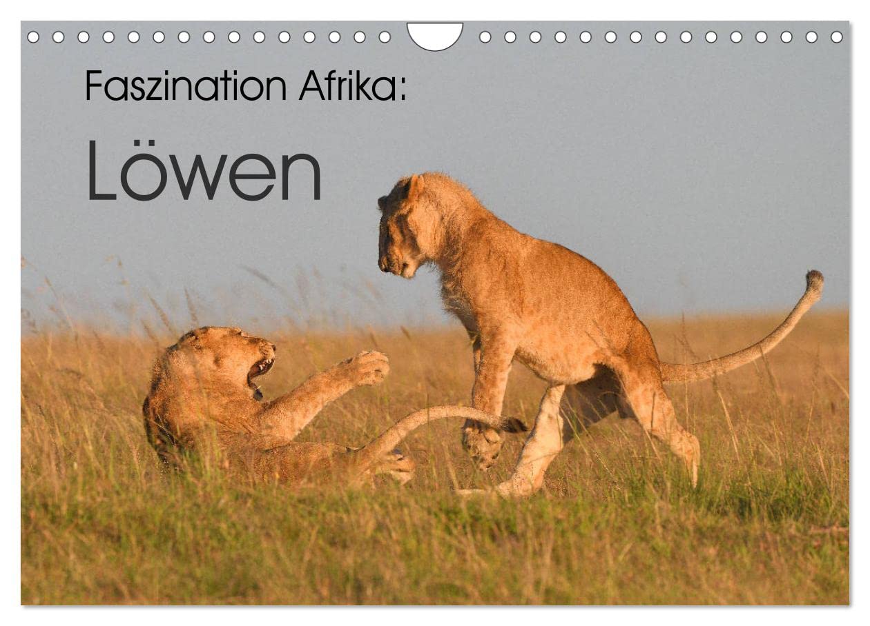 Faszination Afrika: Löwen (Wandkalender 2024 DIN A4 quer) (Wandkalender 2024 DIN A4 hoch), CALVENDO Monatskalender: Löwen, die größten Katzen Afrikas (CALVENDO Tiere) Natural Sciences