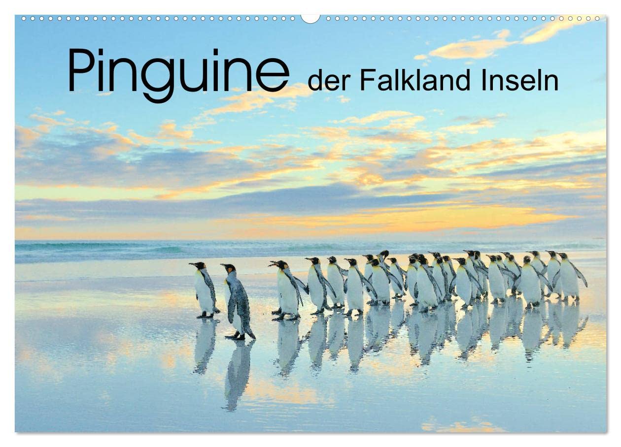 Pinguine der Falkland Inseln (Wandkalender 2024 DIN A2 quer), CALVENDO Monatskalender: Die tierischen Stars der Falkland Inseln: Pinguine! (CALVENDO Tiere) Natural Sciences