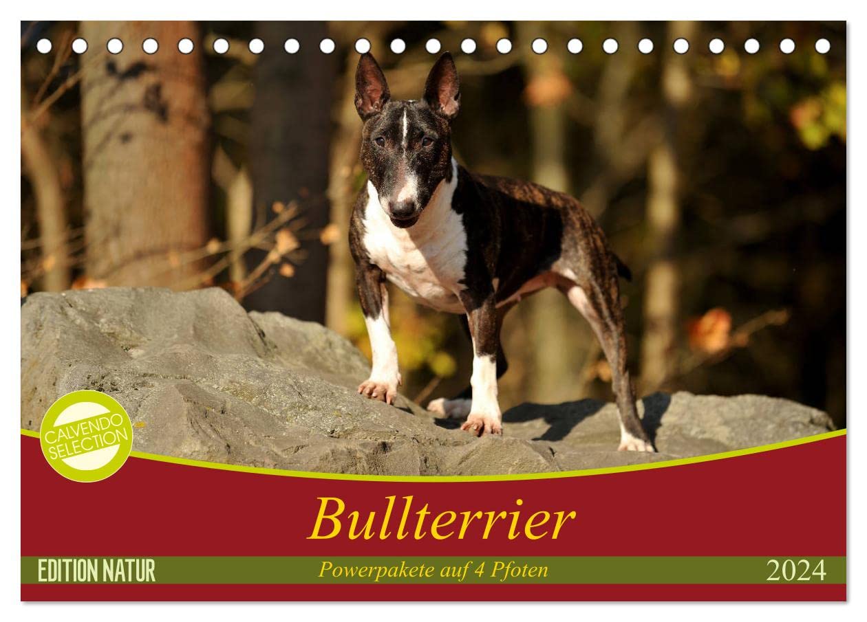 Bullterrier, Powerpakete auf 4 Pfoten (Tischkalender 2024 DIN A5 quer), CALVENDO Monatskalender: Mit Bullterriern durch das Jahr. (CALVENDO Tiere) Business & Technology