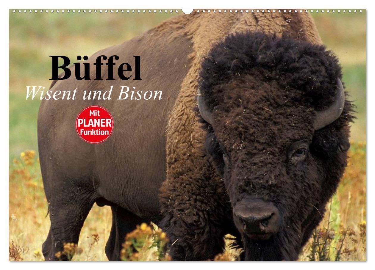 Büffel. Wisent und Bison (Wandkalender 2024 DIN A2 quer), CALVENDO Monatskalender: Die Schönheit der kraftvollen Kolosse im Zottelfell (CALVENDO Tiere) Living & Furnishing