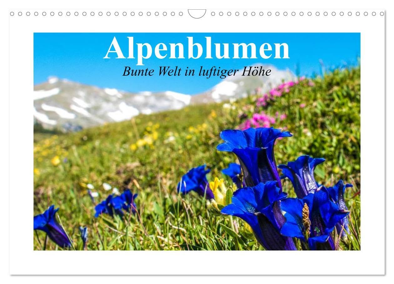 Alpenblumen. Bunte Welt in luftiger Höhe (Wandkalender 2024 DIN A3 quer), CALVENDO Monatskalender: Zauberhafte Blumen aus dem Mittel- und Hochgebirge (CALVENDO Natur) Film, Art & Culture