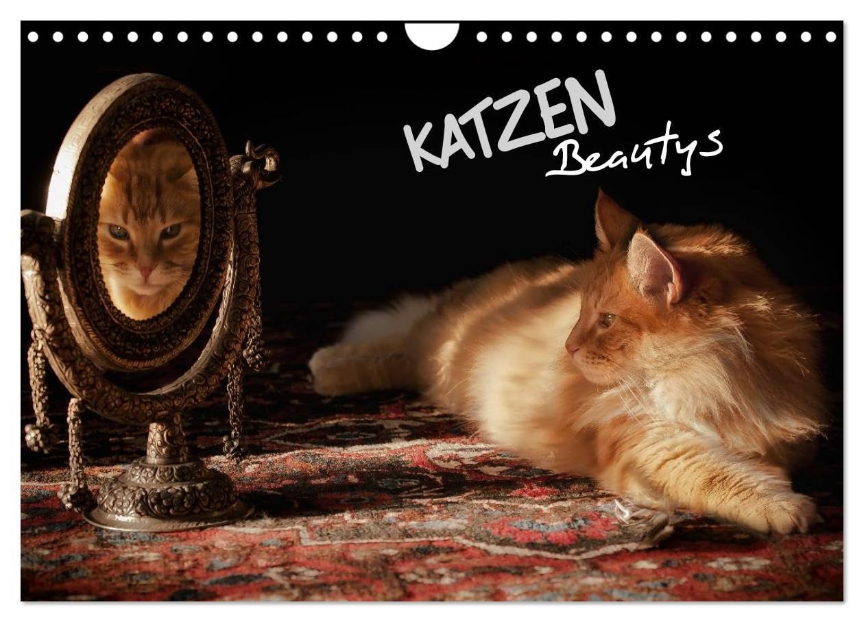 KATZEN Beautys (Wandkalender 2024 DIN A4 quer), CALVENDO Monatskalender: Rassige Katzen mit Blues im Blut! (CALVENDO Tiere) Film, Art & Culture