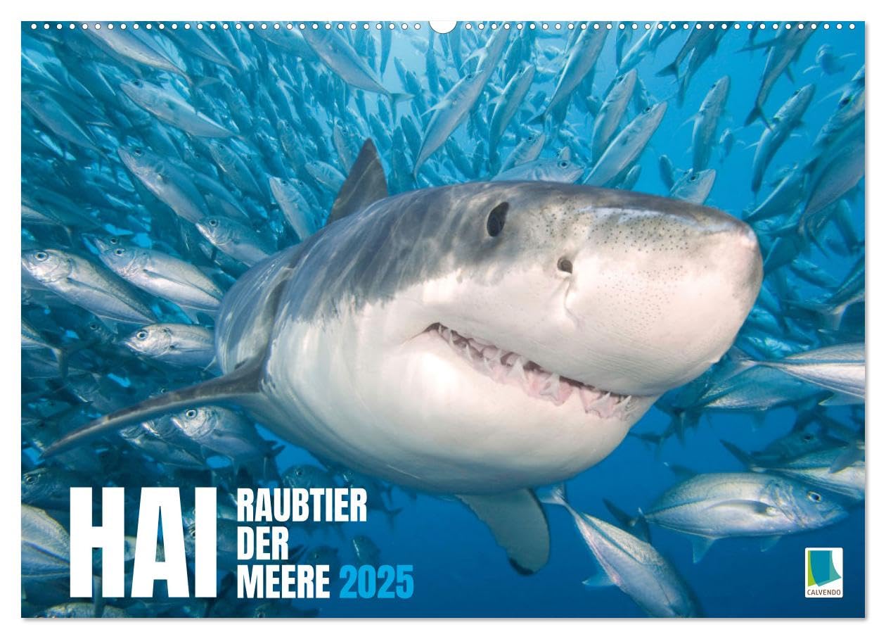 Hai: Raubtier der Meere (Wandkalender 2025 DIN A2 quer), CALVENDO Monatskalender: Haie: Der Fluch des Films "Der weiße Hai" (CALVENDO Tiere) Natural Sciences