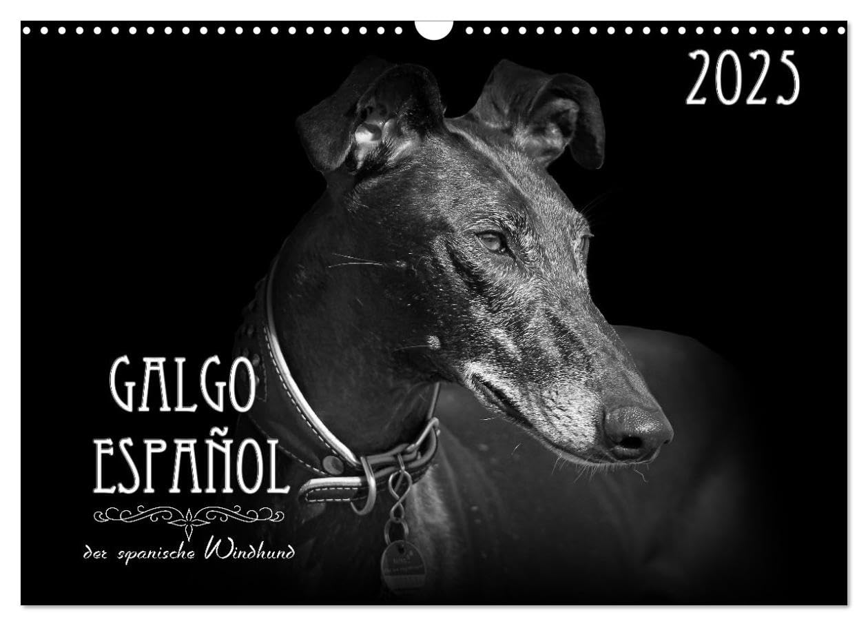 Galgo Español - der spanische Windhund 2025 (Wandkalender 2025 DIN A3 quer), CALVENDO Monatskalender: Ausdrucksstarke schwarz-weiß Portraits vom Galgo Español (CALVENDO Tiere) Natural Sciences