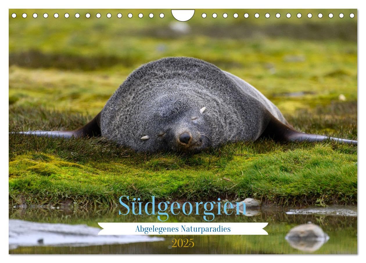 Südgeorgien - Abgelegenes Naturparadies (Wandkalender 2025 DIN A4 quer), CALVENDO Monatskalender: Wunderschöne Aufnahmen vom südlichen Ende der Welt (CALVENDO Natur) Leisure, Home & Garden