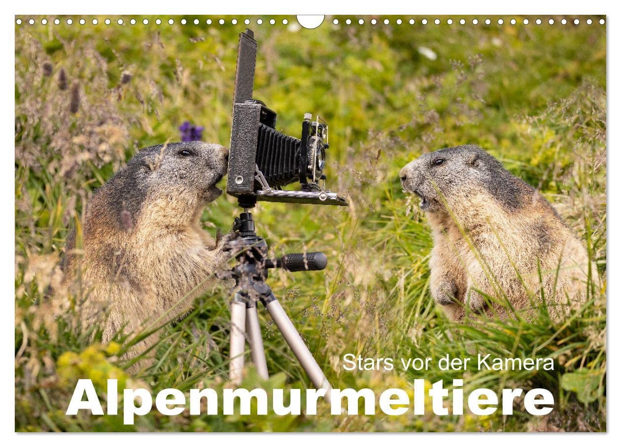 Alpenmurmeltiere - Stars vor der Kamera (Wandkalender 2025 DIN A3 quer), CALVENDO Monatskalender: Das Murmeltier, der Tunnelingenieur in den Alpen (CALVENDO Tiere) Leisure, Home & Garden