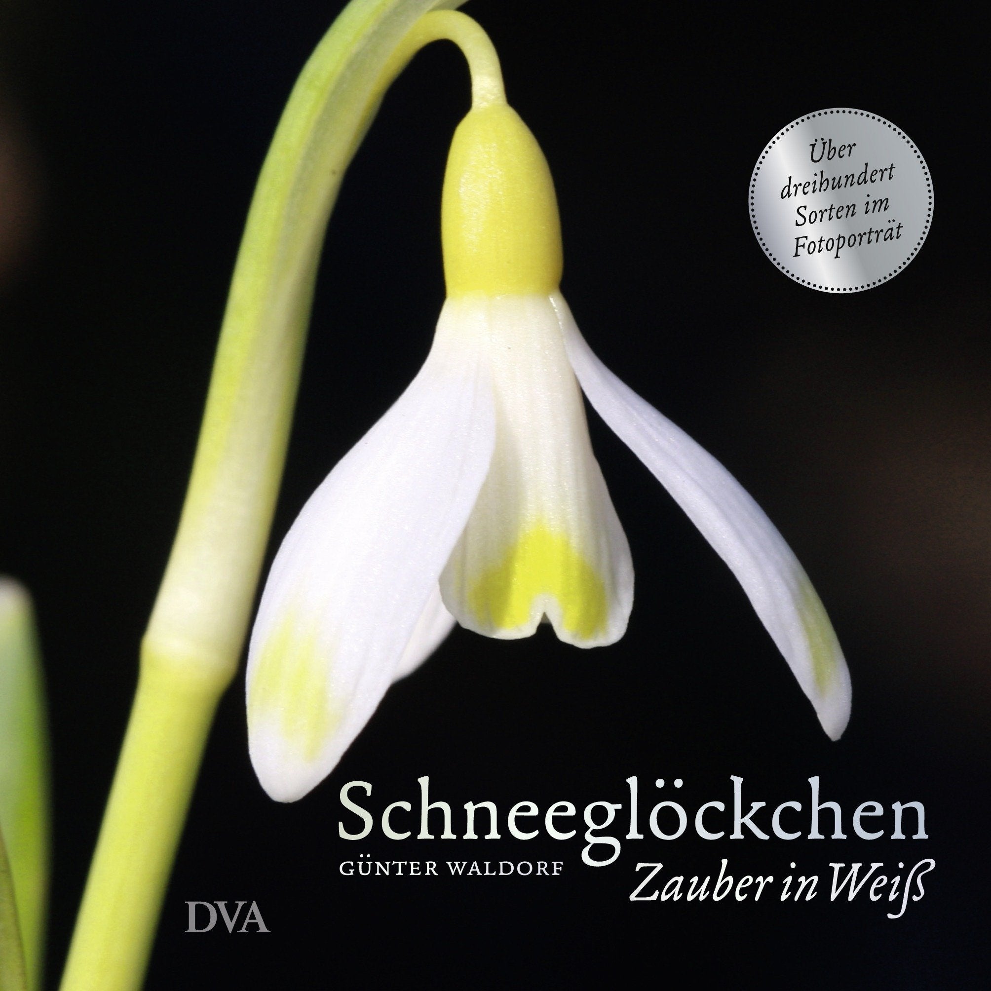 Schneeglöckchen: Zauber in Weiß. - Über dreihundert Sorten im Fotoporträt - Garden & Plants