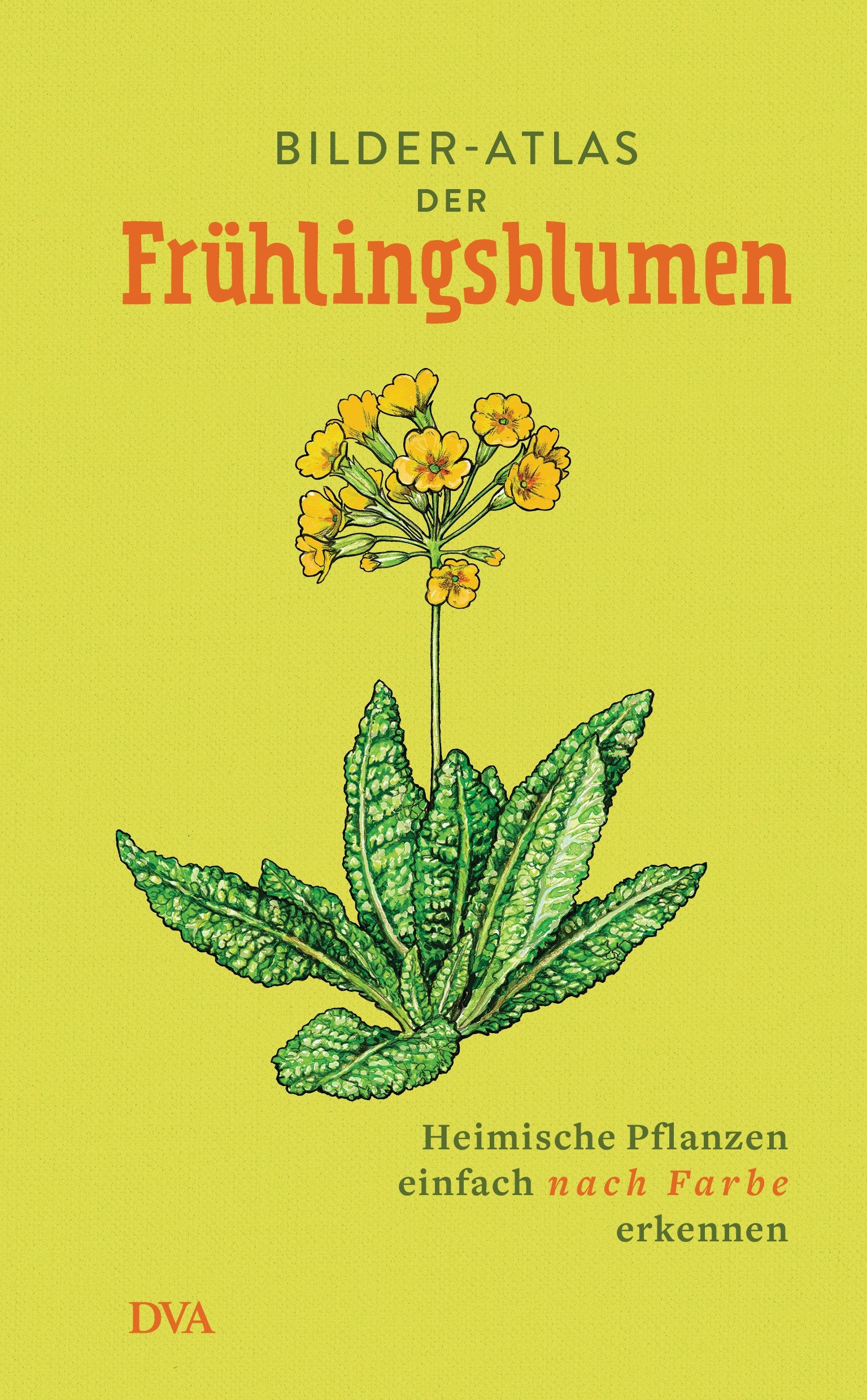 Bilder-Atlas der Frühlingsblumen Garden & Plants