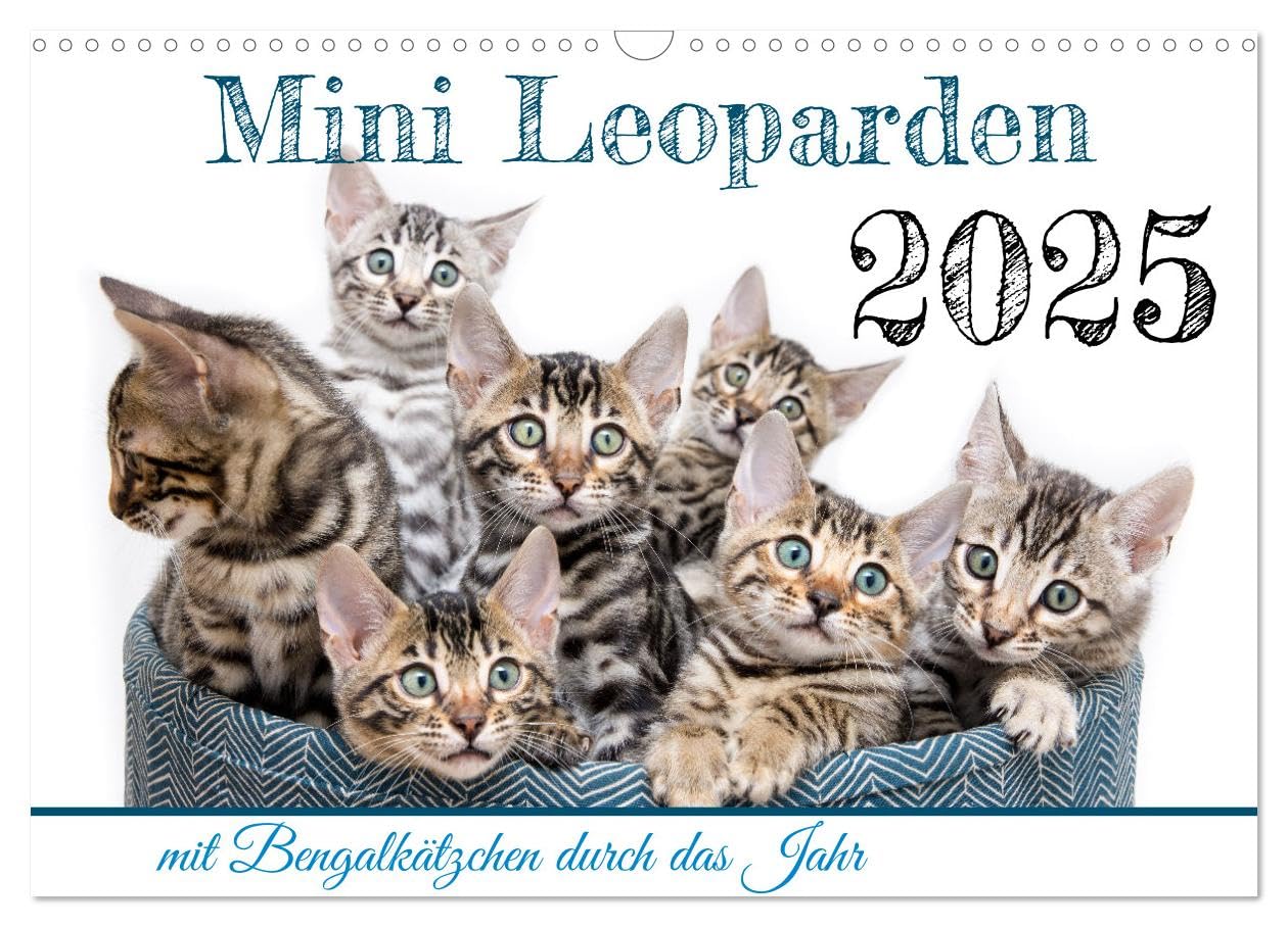 Mini Leoparden - mit Bengalkätzchen durch das Jahr (Wandkalender 2025 DIN A3 quer), CALVENDO Monatskalender: zuckersüße Bengalkätzchen in verschiedenen Farben und Größen (CALVENDO Tiere) Natural Sciences