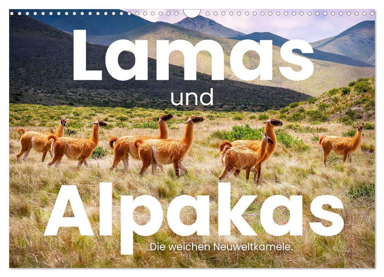 Lamas und Alpakas - Die weichen Neuweltkamele. (Wandkalender 2025 DIN A3 quer), CALVENDO Monatskalender: 12 Aufnahmen der wundervollen Tiere. (CALVENDO Tiere) Natural Sciences
