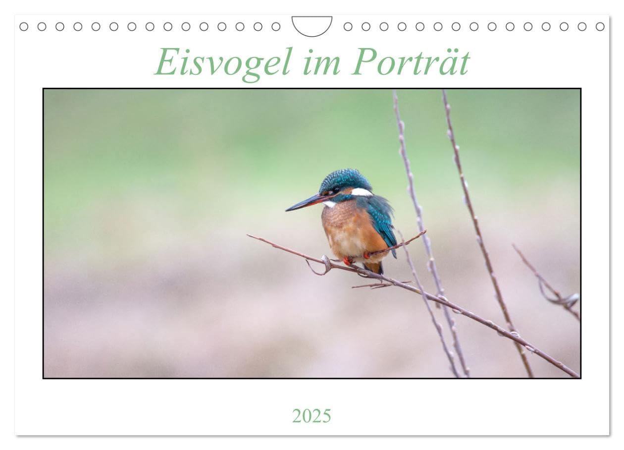 Eisvogel im Porträt (Wandkalender 2025 DIN A4 quer), CALVENDO Monatskalender: Fotoaufnahmen des "fliegenden Edelsteins" (CALVENDO Tiere) Natural Sciences