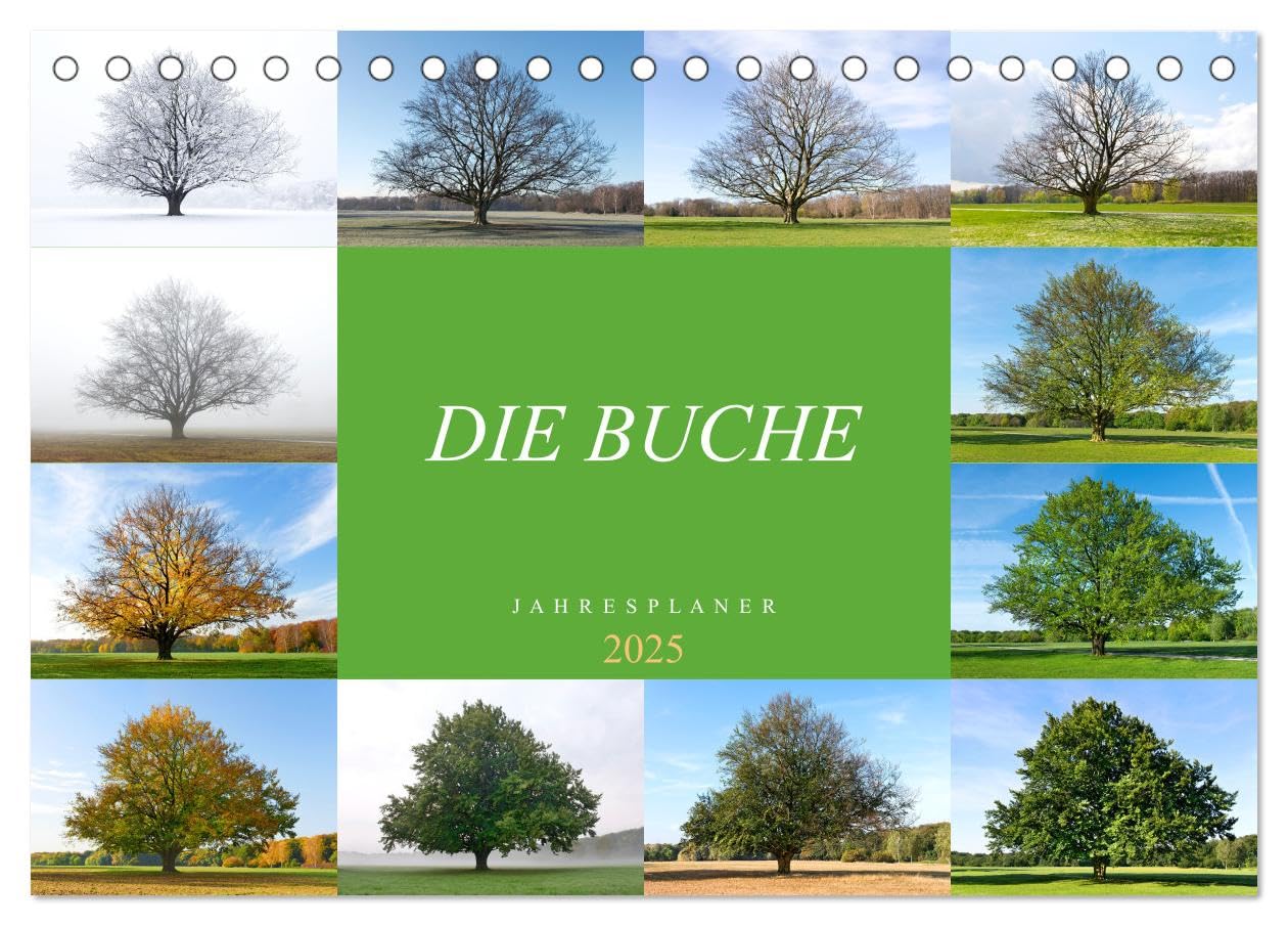 Die Buche: Jahresplaner 2025 (Tischkalender 2025 DIN A5 quer), CALVENDO Monatskalender: Vier Jahreszeiten der Rotbuche (CALVENDO Natur) Leisure, Home & Garden