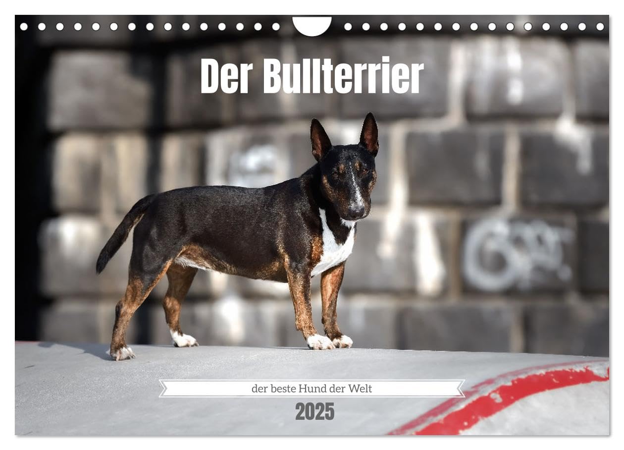 Der Bullterrier der beste Hund der Welt (Wandkalender 2025 DIN A4 quer), CALVENDO Monatskalender: Faszination Bullterrier, freche Herzensbrecher. (CALVENDO Tiere) Medicine