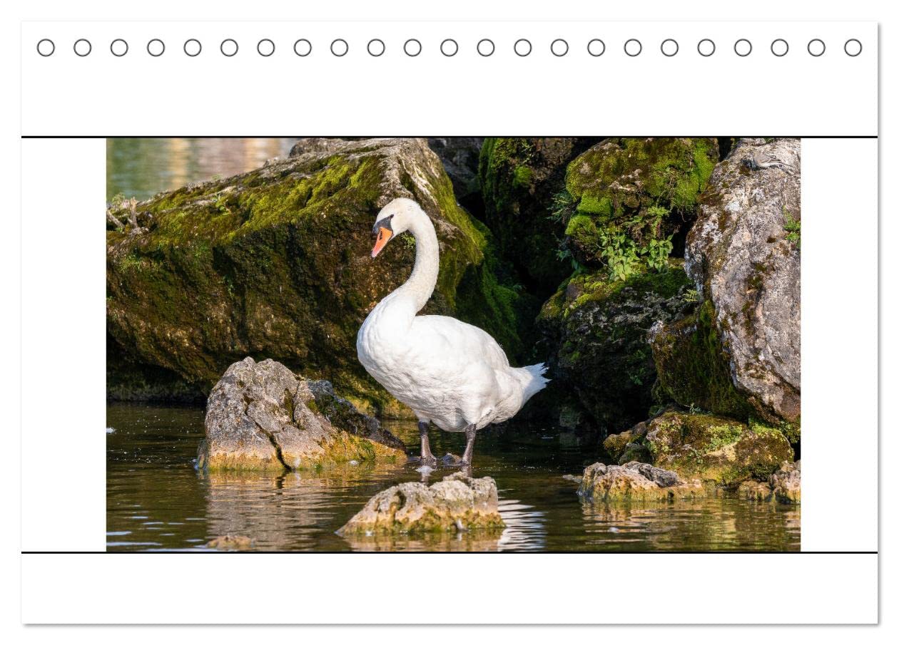 Vögel am Wasser entdecken (Tischkalender 2025 DIN A5 quer), CALVENDO Monatskalender: Unterwegs zwischen Enten, Gänsen und Schwänen (CALVENDO Tiere) Living & Furnishing
