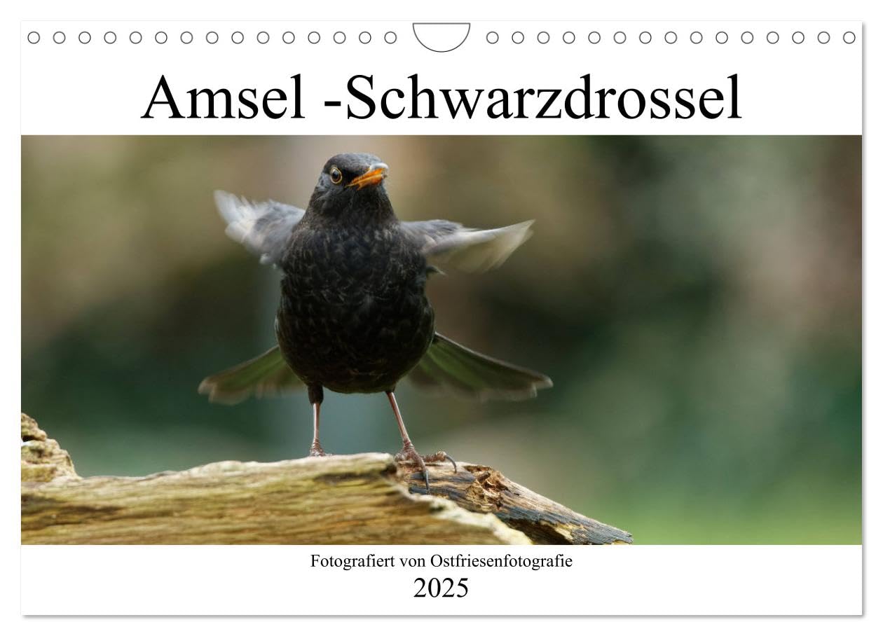 Amsel - Schwarzdrossel fotografiert von Ostfriesenfotografie (Wandkalender 2025 DIN A4 quer), CALVENDO Monatskalender (CALVENDO Tiere) Natural Sciences