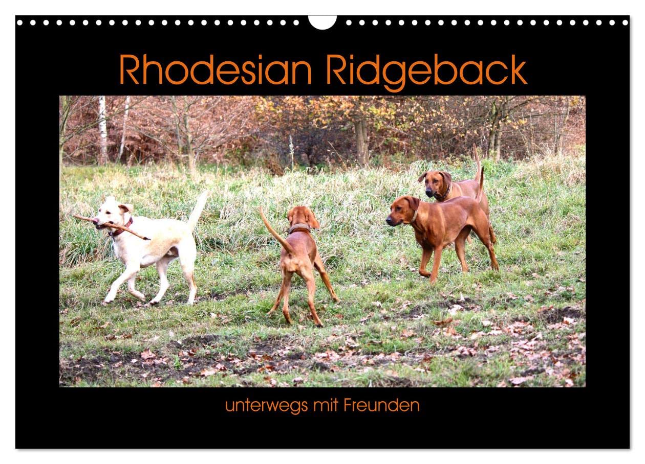 Rhodesian Ridgeback unterwegs mit Freunden (Wandkalender 2025 DIN A3 quer), CALVENDO Monatskalender: Auch unsere Vierbeiner suchen sich ihre Freunde aus (CALVENDO Tiere) Pets