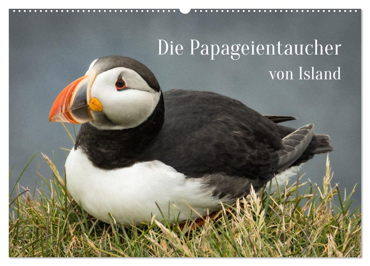 Die Papageientaucher von Island (Wandkalender 2025 DIN A2 quer), CALVENDO Monatskalender: Lassen Sie sich von den Puffins an Latrabjargs Klippen durch das Jahr begleiten. (CALVENDO Tiere) Natural Sciences