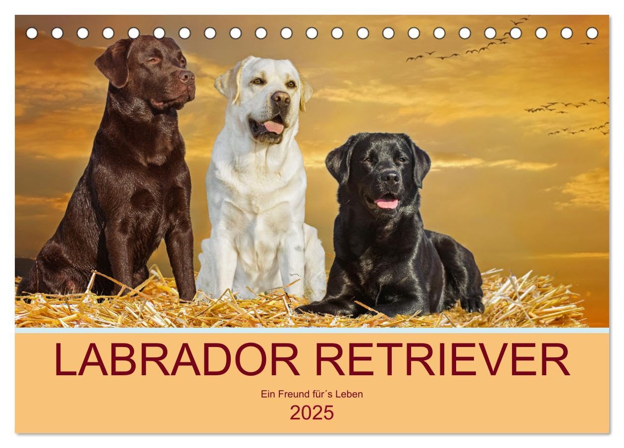Labrador Retriever - Ein Freund für´s Leben (Tischkalender 2025 DIN A5 quer), CALVENDO Monatskalender: In 13 wunderschönen Fotos stellt die ... liebenswerte Hunderasse vor. (CALVENDO Tiere) Natural Sciences