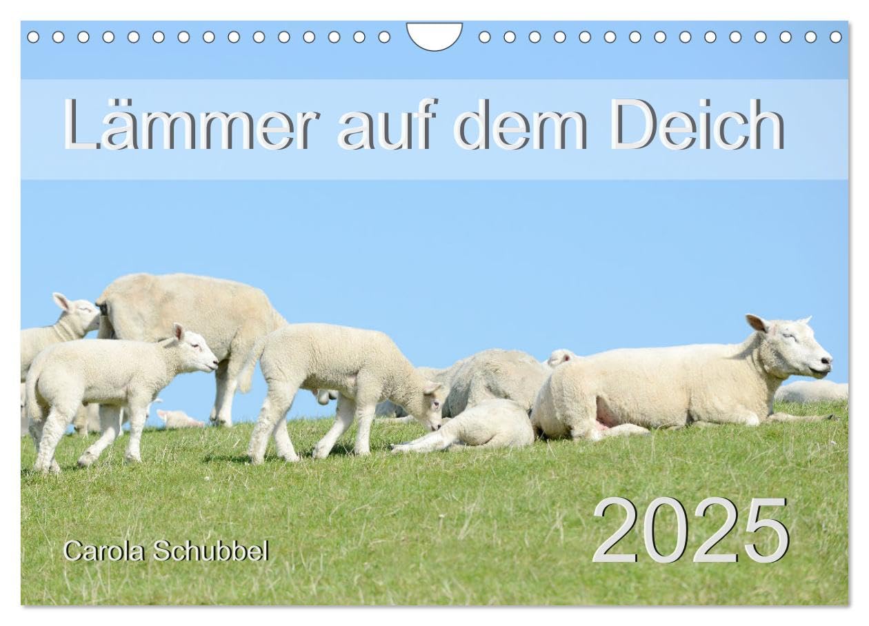 Lämmer auf dem Deich (Wandkalender 2025 DIN A4 quer), CALVENDO Monatskalender: Tierkinder und besonders die Lämmer im Frühling sind immer wieder schön anzuschauen. (CALVENDO Tiere) Living & Furnishing