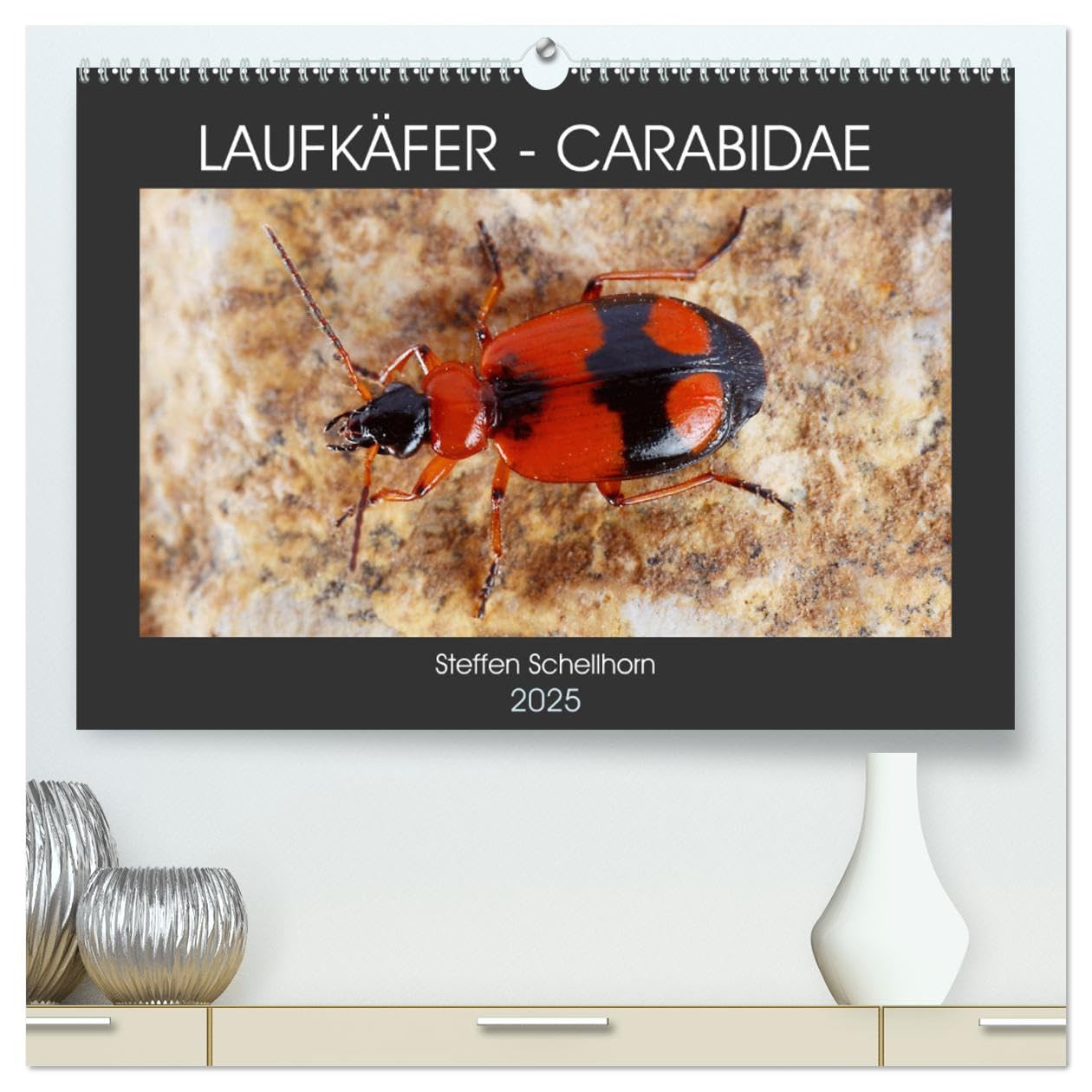 LAUFKÄFER - CARABIDAE (hochwertiger Premium Wandkalender 2025 DIN A2 quer), Kunstdruck in Hochglanz: Außergewöhnliche Fotos von heimischen Laufkäfern (CALVENDO Tiere) Business & Technology