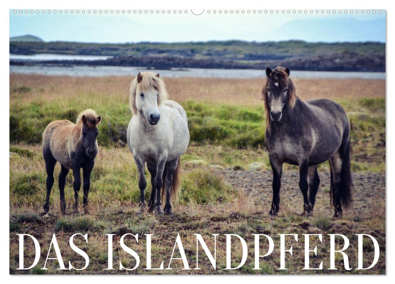 Das Islandpferd (Wandkalender 2025 DIN A2 quer), CALVENDO Monatskalender: Entdecke die Schönheit der robusten Islandpferde in ihrer wilden und rauen Heimat. (CALVENDO Tiere) Pets