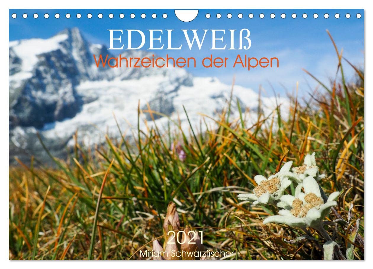 Edelweiß - Wahrzeichen der Alpen (Wandkalender 2025 DIN A4 quer), CALVENDO Monatskalender Leisure, Home & Garden