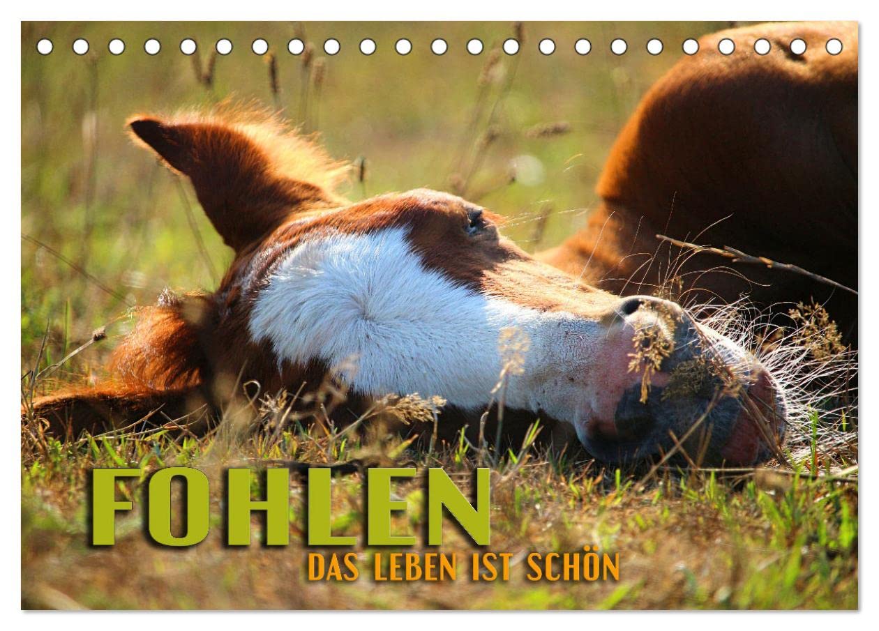 Fohlen - das Leben ist schön (Tischkalender 2025 DIN A5 quer), CALVENDO Monatskalender: Zauberhafte Bilder von den schönsten Momenten süßer Pferdekinder (CALVENDO Tiere) Business & Technology