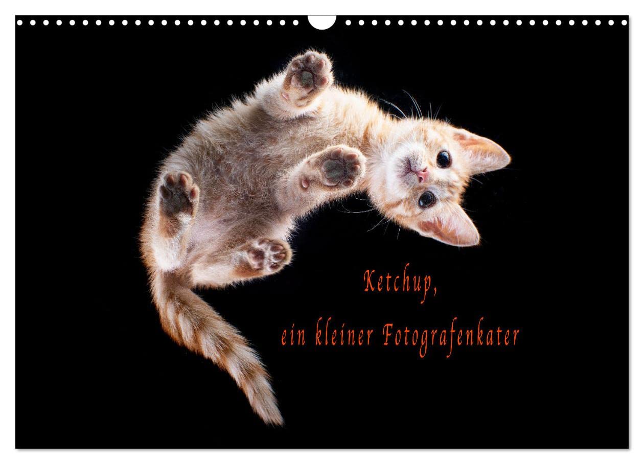Ketchup, ein kleiner Fotografenkater (Wandkalender 2025 DIN A3 quer), CALVENDO Monatskalender Natural Sciences