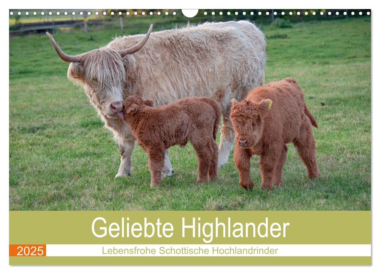 Geliebte Highlander (Wandkalender 2025 DIN A3 quer), CALVENDO Monatskalender: Aktive Herde von Schottischen Hochlandrindern (CALVENDO Tiere) Social Sciences