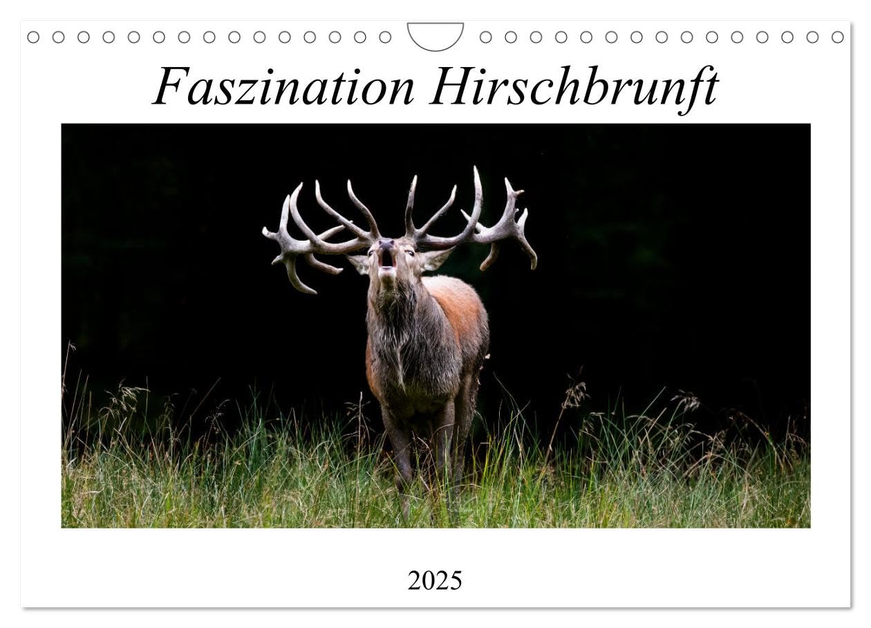 Faszination Hirschbrunft (Wandkalender 2025 DIN A4 quer), CALVENDO Monatskalender: Bezaubernde Einblicke während der Rotwildbrunft (CALVENDO Tiere) Natural Sciences