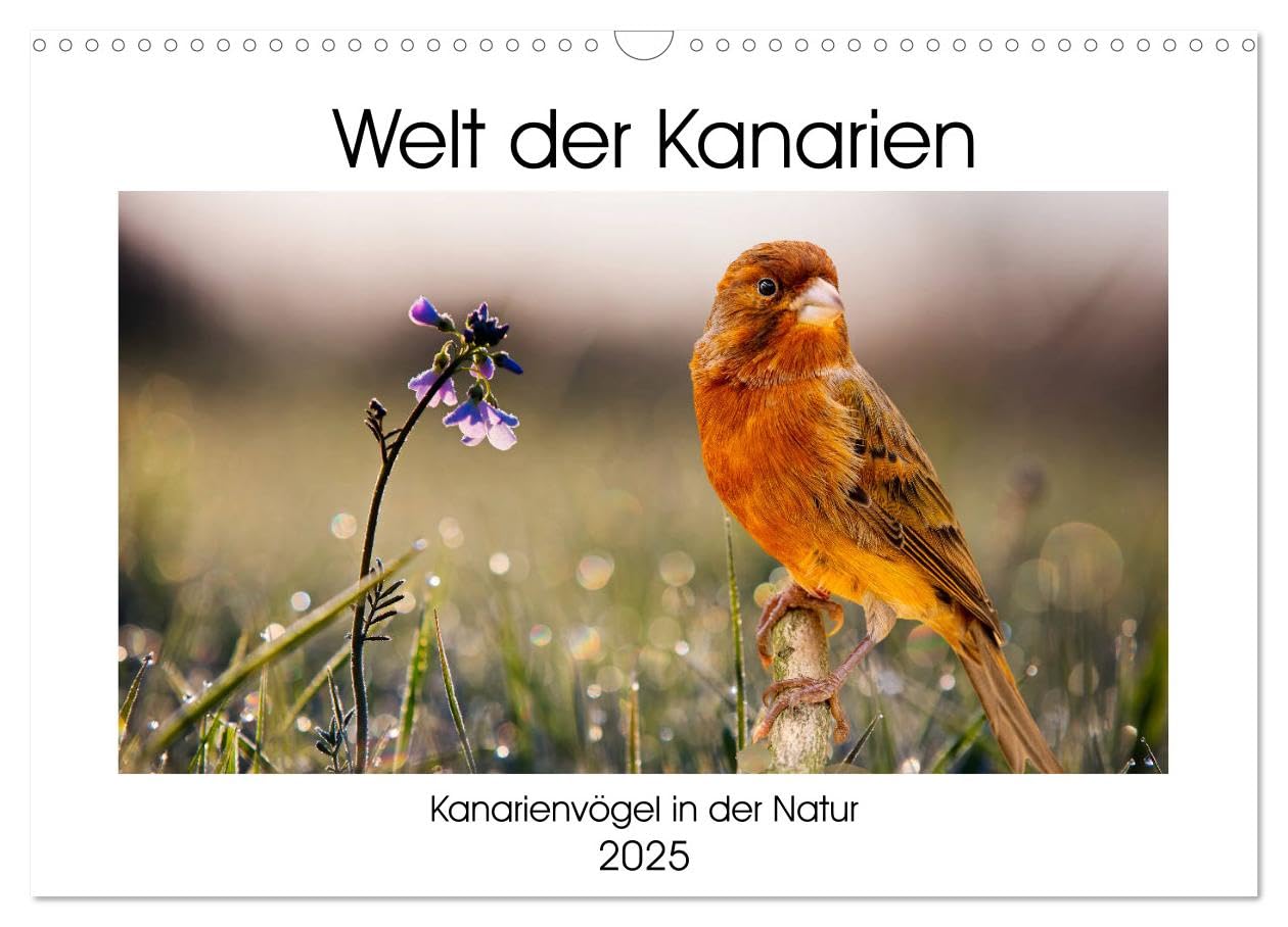 Welt der Kanarien (Wandkalender 2025 DIN A3 quer), CALVENDO Monatskalender: Wunderschöne und außergewöhnliche Bilder von Kanarienvögeln (CALVENDO Tiere) Natural Sciences