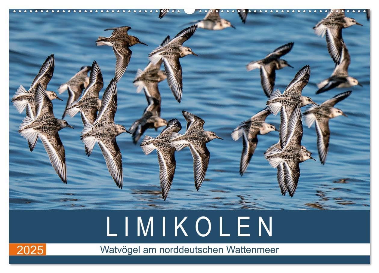 Limikolen - Watvögel am norddeutschen Wattenmeer (Wandkalender 2025 DIN A2 quer), CALVENDO Monatskalender: Das spannende Leben der Watvögel an der Nordseeküste (CALVENDO Tiere) Film, Art & Culture