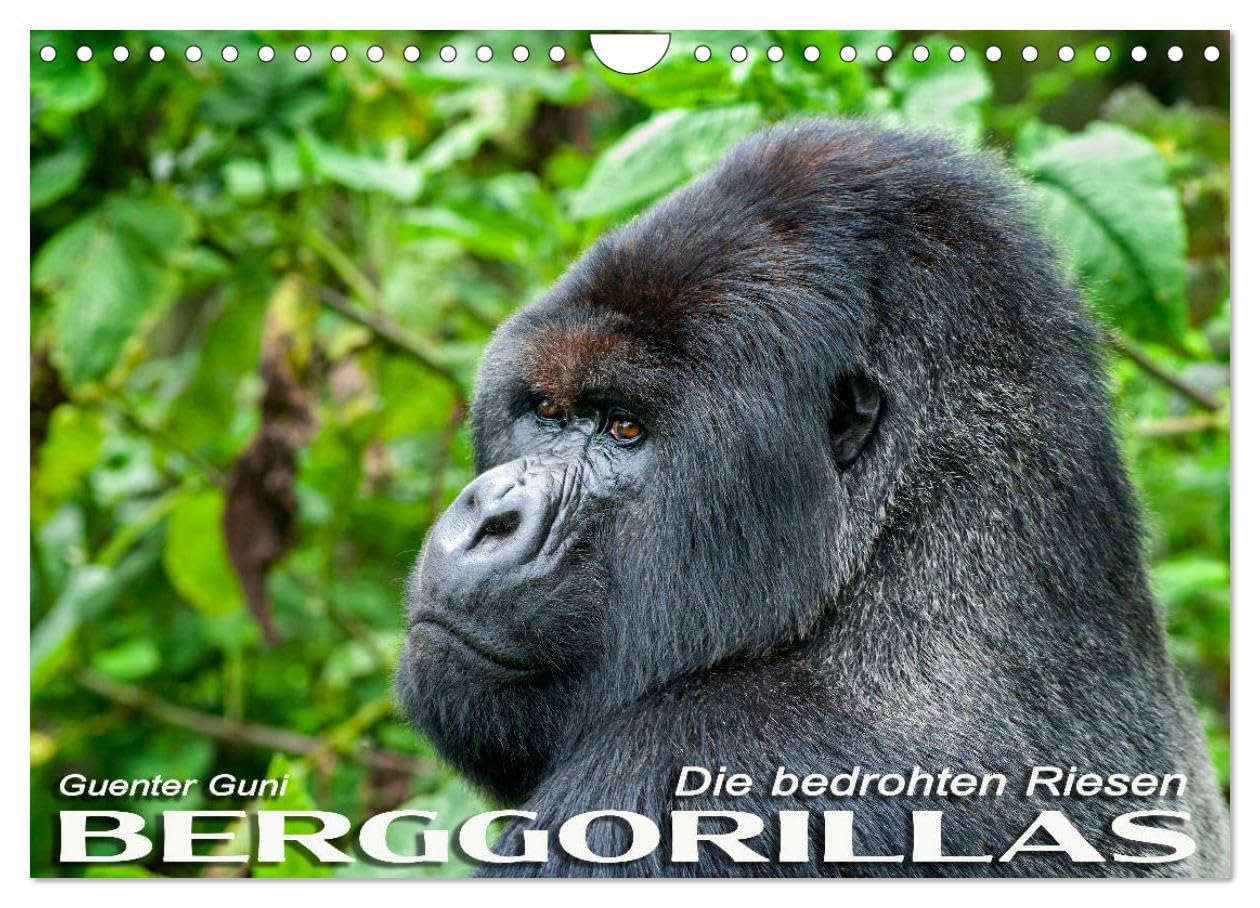 Berggorillas: die bedrohten Riesen (Wandkalender 2025 DIN A4 quer), CALVENDO Monatskalender: In den Virunga-Vulkanen, im Grenzgebiet zwischen Ruanda, ... der riesigen Menschenaffen. (CALVENDO Tiere) Natural Sciences