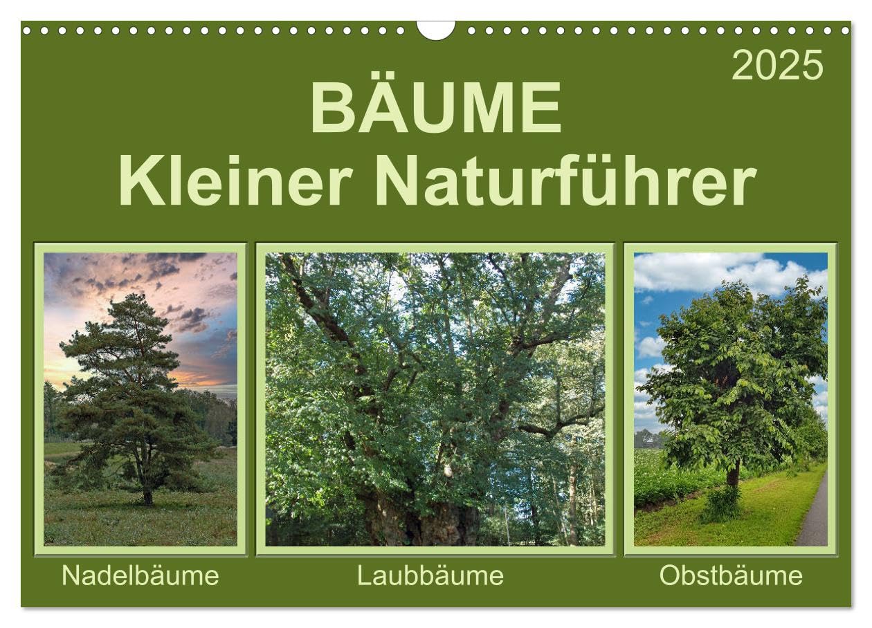 Bäume Kleiner Naturführer (Wandkalender 2025 DIN A3 quer), CALVENDO Monatskalender: Die Bestimmung einheimischer Bäume (CALVENDO Natur) Leisure, Home & Garden