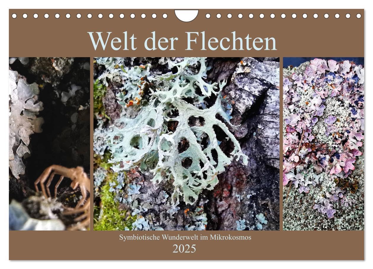 Welt der Flechten (Wandkalender 2025 DIN A4 quer), CALVENDO Monatskalender: Die Vielfalt von Farben und abstrakten Formen dieser symbiotischen ... die es zu entdecken gilt. (CALVENDO Natur) Photography