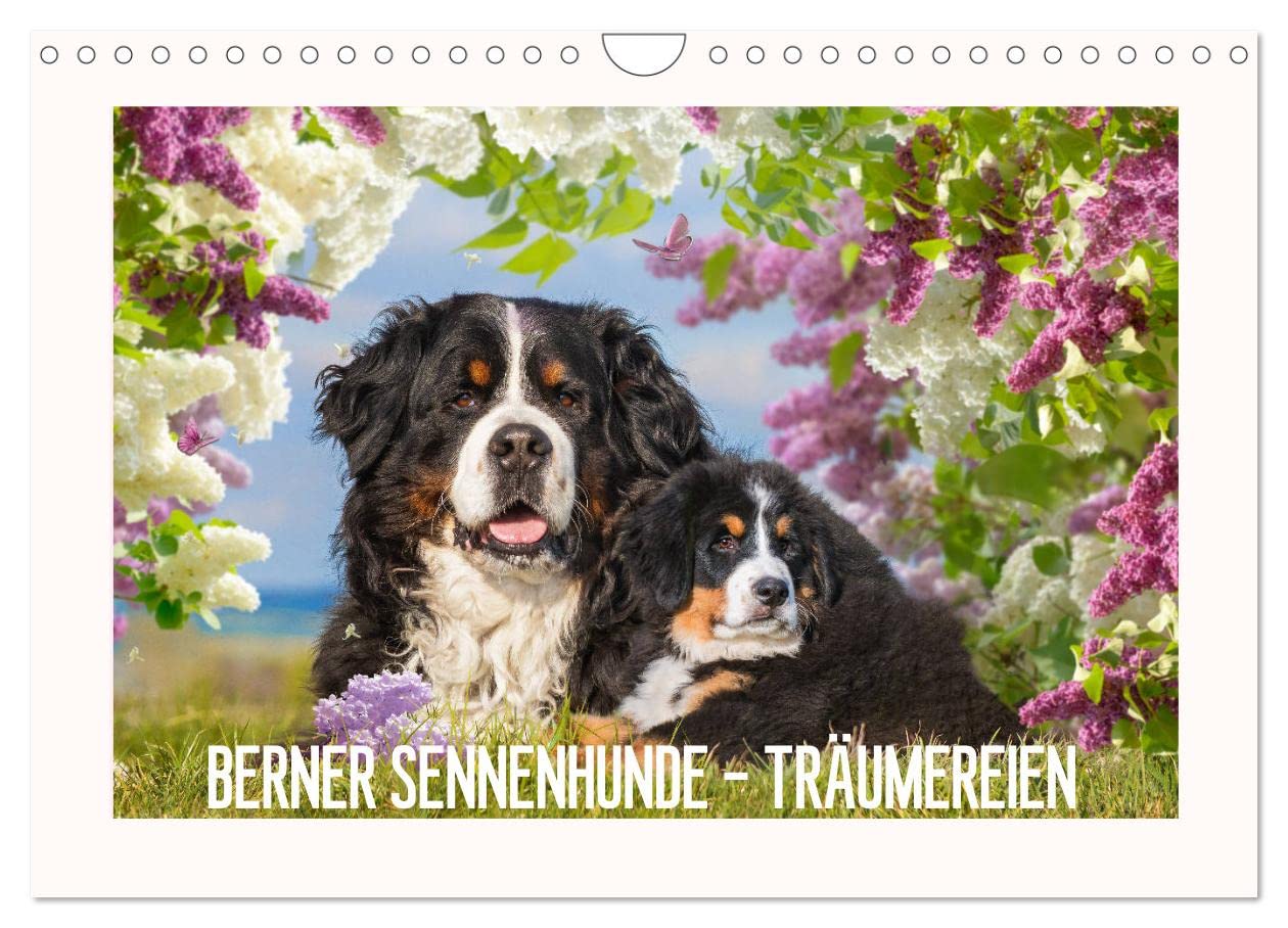 Berner Sennenhunde - Träumereien (Wandkalender 2025 DIN A4 quer), CALVENDO Monatskalender: Berner Sennenhunde von klein bis groß auf traumhaften Bildern (CALVENDO Tiere) Natural Sciences