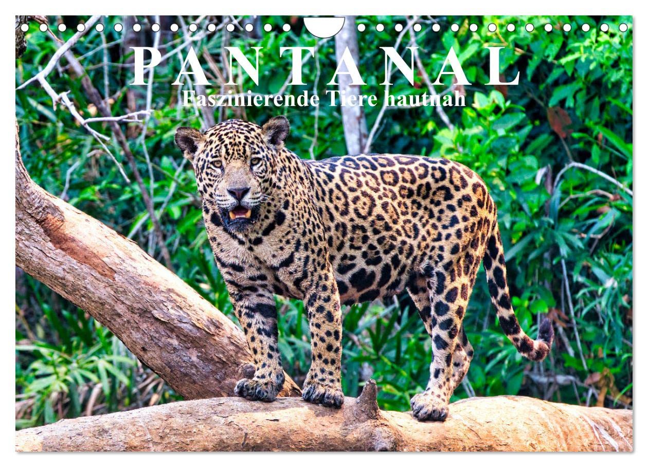 Pantanal: Faszinierende Tiere hautnah (Wandkalender 2025 DIN A4 quer), CALVENDO Monatskalender: Tierwelt im Sumpfgebiet von Brasilien (CALVENDO Tiere) Natural Sciences