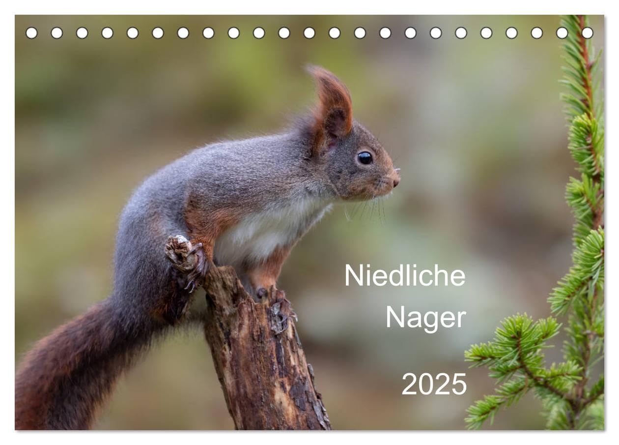 Niedliche Nager (Tischkalender 2025 DIN A5 quer), CALVENDO Monatskalender: Es ist immer wieder toll, den Eichörnchen beim Knabbern zuzusehen. (CALVENDO Tiere) Natural Sciences