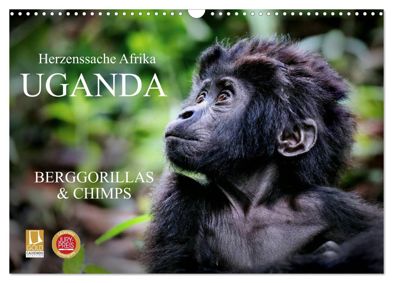 UGANDA - Berggorillas & Chimps (Wandkalender 2025 DIN A3 quer), CALVENDO Monatskalender: Zerbrechliche Wesen - Afrikas Menschenaffen (CALVENDO Tiere) Natural Sciences