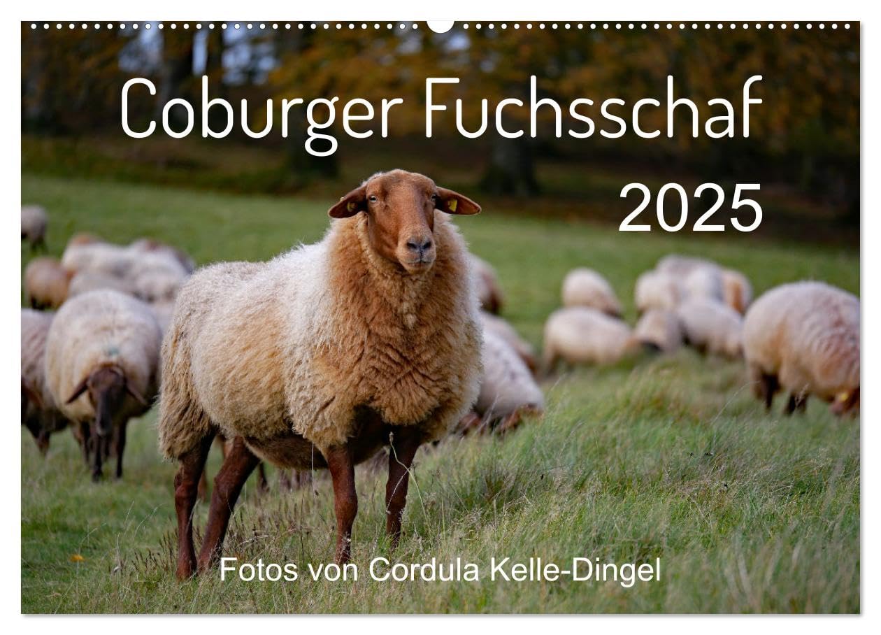 Coburger Fuchsschaf (Wandkalender 2025 DIN A2 quer), CALVENDO Monatskalender: Porträts und besondere Momentaufnahmen einer alten Schafrasse (CALVENDO Tiere) Natural Sciences