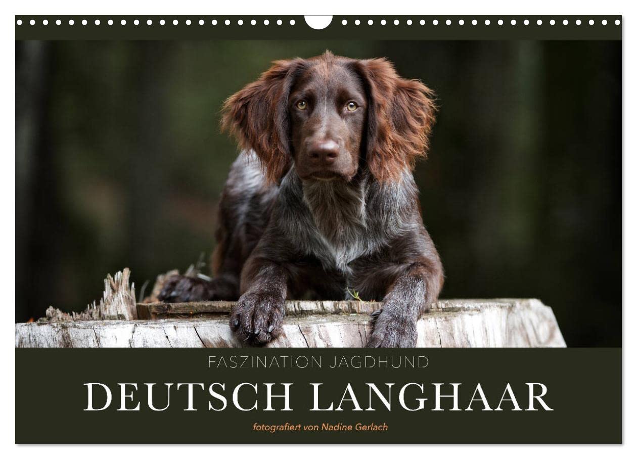 Faszination Jagdhund - Deutsch Langhaar (Wandkalender 2025 DIN A3 quer), CALVENDO Monatskalender: Deutsch Langhaar - Ein Leben neben der Jagd (CALVENDO Tiere) Natural Sciences