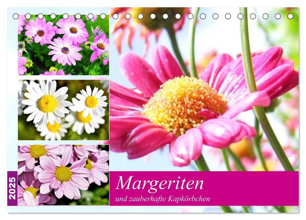 Margeriten und zauberhafte Kapkörbchen (Tischkalender 2025 DIN A5 quer), CALVENDO Monatskalender: Ein Sommer ohne diese lieblichen Blumen wäre nur halb so schön! (CALVENDO Natur) Living & Furnishing