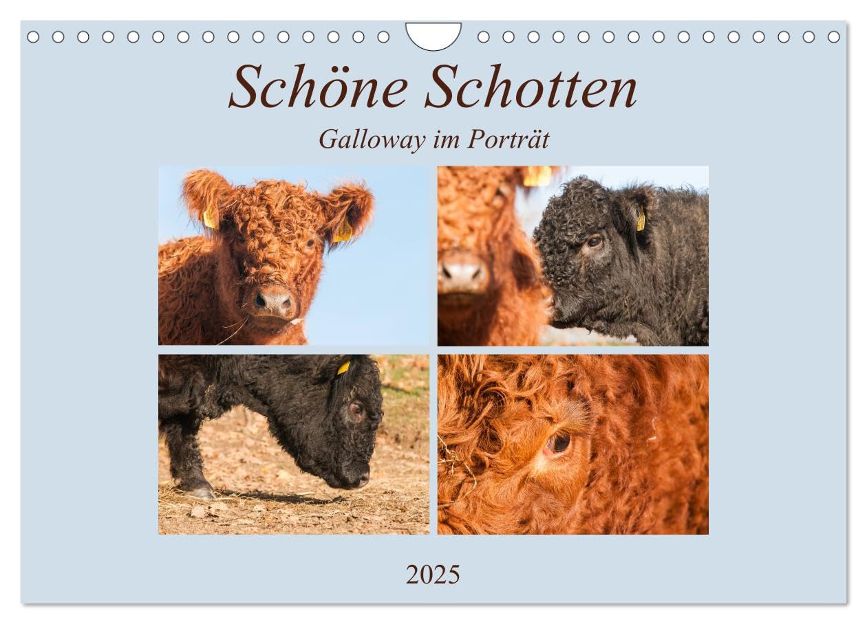 Schöne Schotten - Galloway im Porträt (Wandkalender 2025 DIN A4 quer), CALVENDO Monatskalender: Grandiose Aufnahmen zauberhafter Rinder (CALVENDO Tiere) Natural Sciences