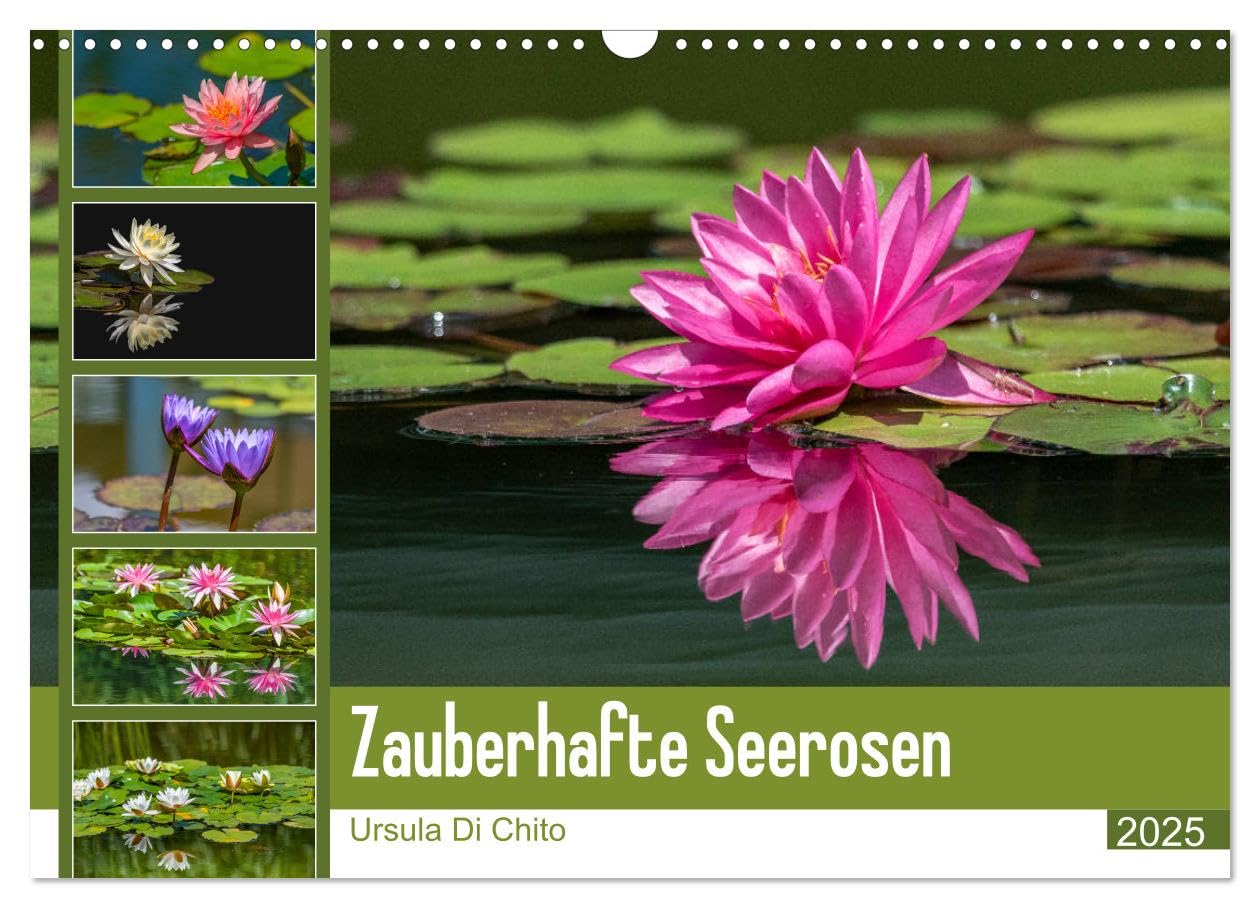 Zauberhafte Seerosen (Wandkalender 2025 DIN A3 quer), CALVENDO Monatskalender: Seerosen in schillernden Farben (CALVENDO Natur) Social Sciences