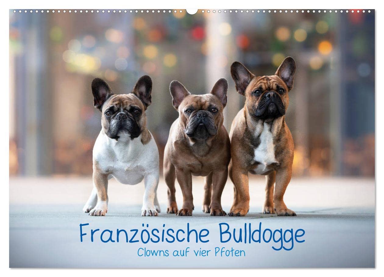 Französische Bulldogge - Clowns auf vier Pfoten (Wandkalender 2025 DIN A2 quer), CALVENDO Monatskalender: Monatskalender, Die Clowns unter den Hunden (CALVENDO Tiere) Natural Sciences