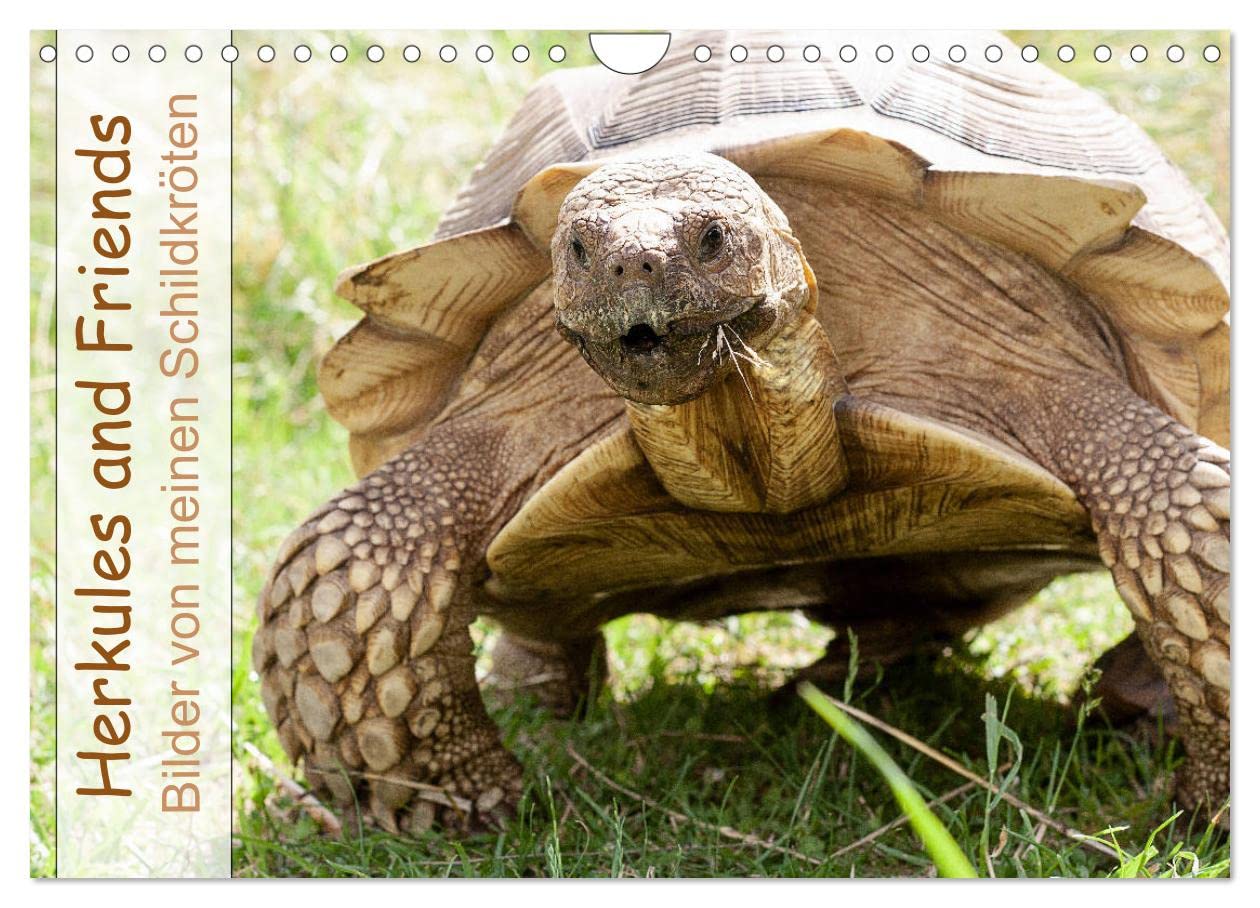 Herkules and Friends (Wandkalender 2025 DIN A4 quer), CALVENDO Monatskalender: Verscheidene Arten von an Land lebenden Schildkröten. (CALVENDO Tiere) Social Sciences
